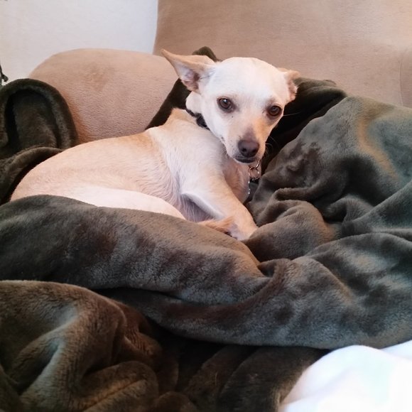 Meet your Posher, Posh - Picture 1 of 10